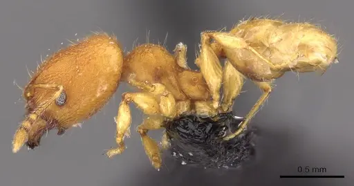 Pheidole sospes specimen CASENT0908249 image casent0908249_3