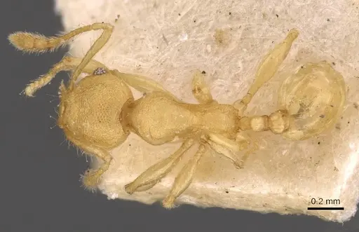 Pheidole sospes specimen CASENT0908250 image casent0908250_1