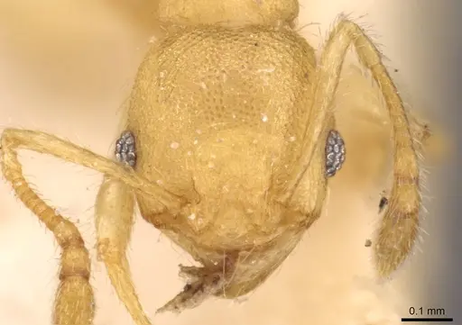 Pheidole sospes specimen CASENT0908250 image casent0908250_2