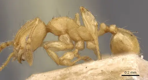 Pheidole sospes specimen CASENT0908250 image casent0908250_3