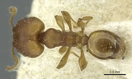 Pheidole sospes specimen CASENT0913262 image casent0913262_1