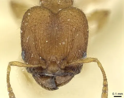 Pheidole sospes specimen CASENT0913262 image casent0913262_2