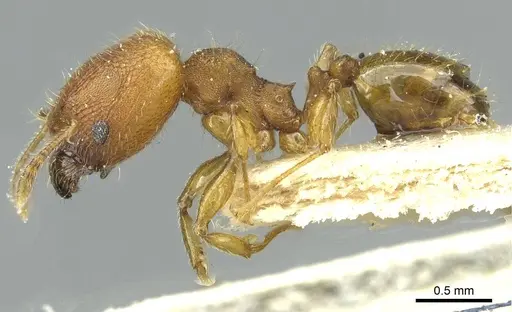 Pheidole sospes specimen CASENT0913262 image casent0913262_3