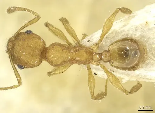 Pheidole sospes specimen CASENT0913263 image casent0913263_1