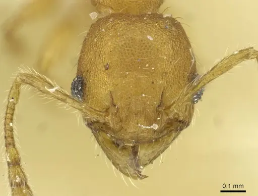 Pheidole sospes specimen CASENT0913263 image casent0913263_2