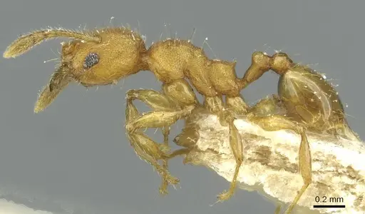 Pheidole sospes specimen CASENT0913263 image casent0913263_3