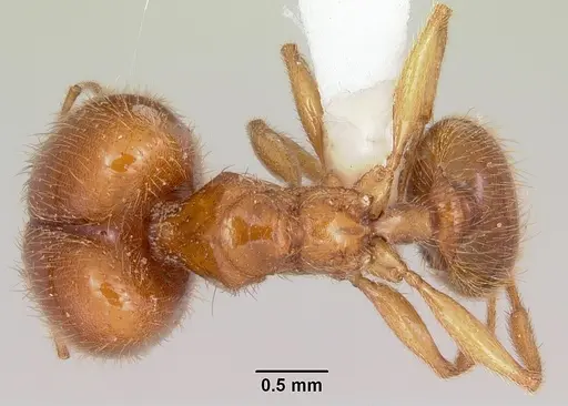 Pheidole spadonia specimen CASENT0104752 image casent0104752_1