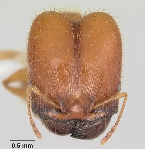 Pheidole spadonia specimen CASENT0104752 image casent0104752_2