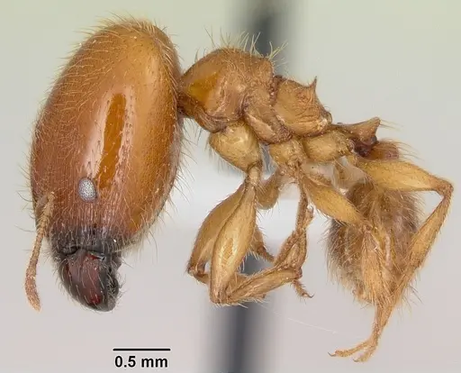 Pheidole spadonia specimen CASENT0104752 image casent0104752_3