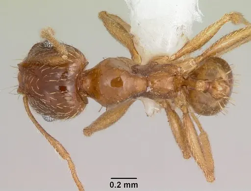 Pheidole spadonia specimen CASENT0104753 image casent0104753_1