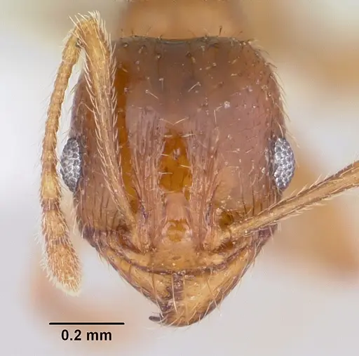 Pheidole spadonia specimen CASENT0104753 image casent0104753_2