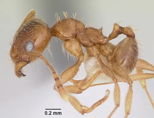 Pheidole spadonia specimen CASENT0104753 image casent0104753_3