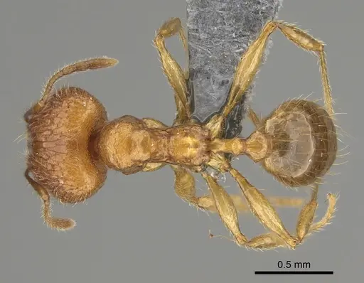 Pheidole sparsa specimen CASENT0705586 image casent0705586_1