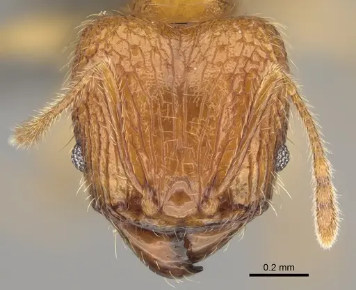 Pheidole sparsa specimen CASENT0705586 image casent0705586_2