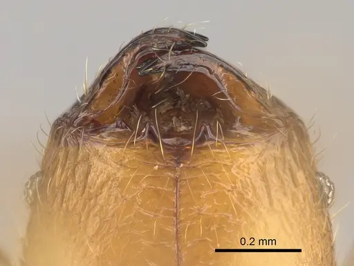 Pheidole sparsa specimen CASENT0705586 image casent0705586_3