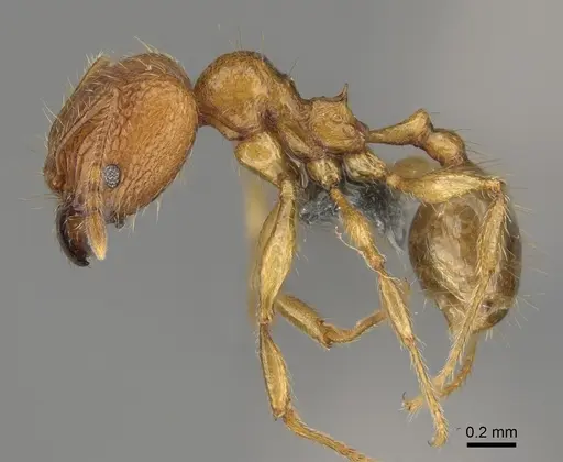 Pheidole sparsa specimen CASENT0705586 image casent0705586_4