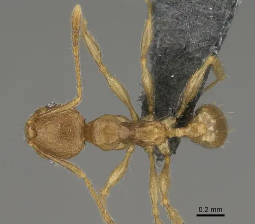 Pheidole sparsa specimen CASENT0923289 image casent0923289_1