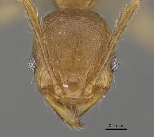 Pheidole sparsa specimen CASENT0923289 image casent0923289_2