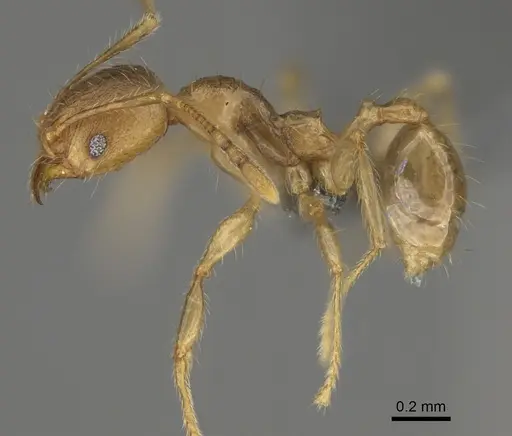 Pheidole sparsa specimen CASENT0923289 image casent0923289_3