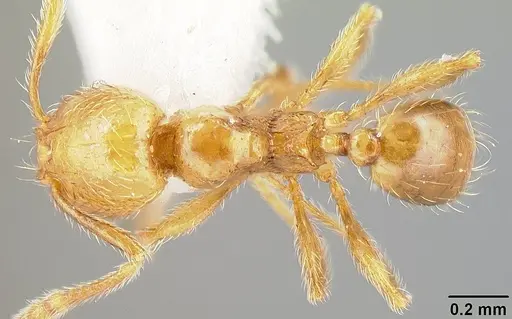 Pheidole sparsisculpta specimen INB0003214413 image inb0003214413_1