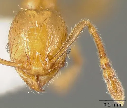 Pheidole sparsisculpta specimen INB0003214413 image inb0003214413_2