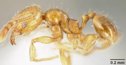 Pheidole sparsisculpta specimen INB0003214413 image inb0003214413_3