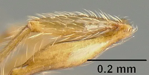 Pheidole sparsisculpta specimen INB0003214413 image inb0003214413_4
