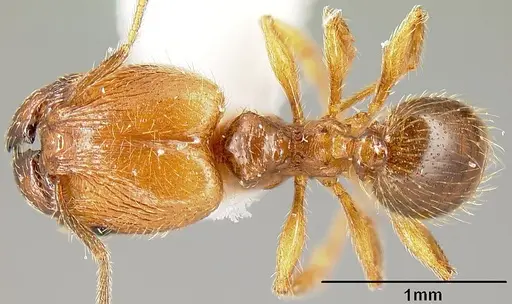 Pheidole sparsisculpta specimen INB0003214434 image inb0003214434_1