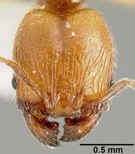 Pheidole sparsisculpta specimen INB0003214434 image inb0003214434_2