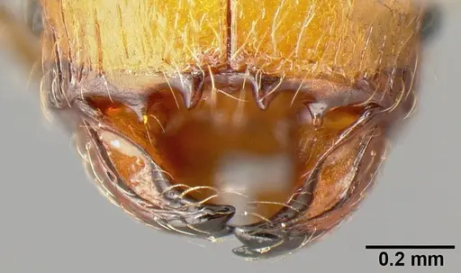 Pheidole sparsisculpta specimen INB0003214434 image inb0003214434_3