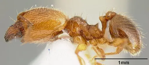 Pheidole sparsisculpta specimen INB0003214434 image inb0003214434_4