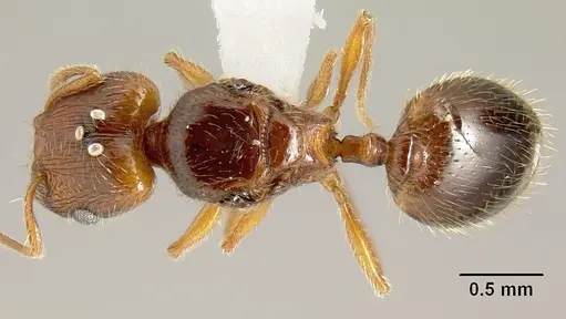 Pheidole sparsisculpta specimen JTLC000014132 image jtlc000014132_1