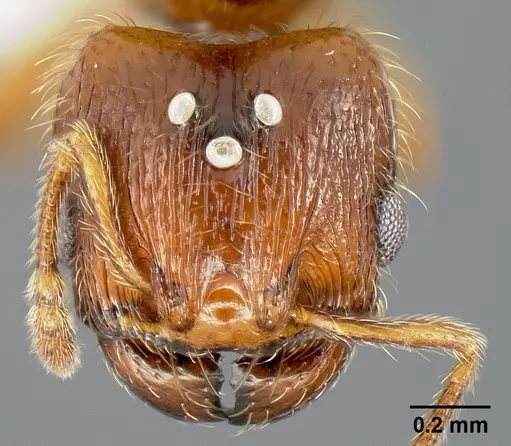 Pheidole sparsisculpta specimen JTLC000014132 image jtlc000014132_2