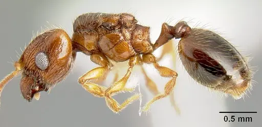 Pheidole sparsisculpta specimen JTLC000014132 image jtlc000014132_3