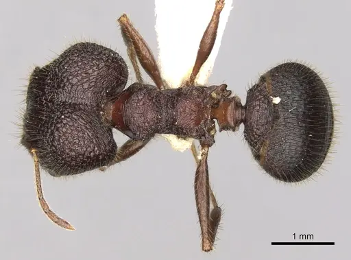 Pheidole spathifera specimen CASENT0281634 image casent0281634_1