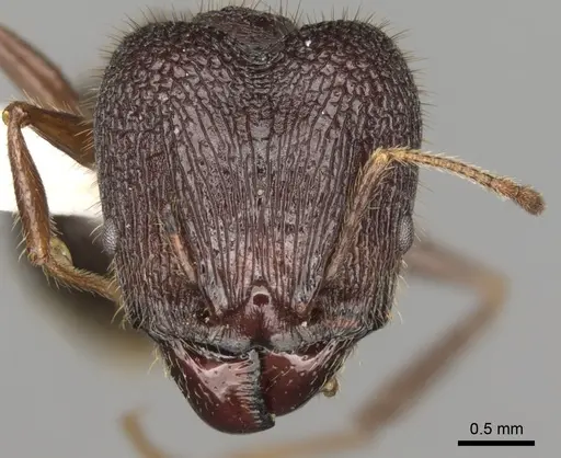 Pheidole spathifera specimen CASENT0281634 image casent0281634_2