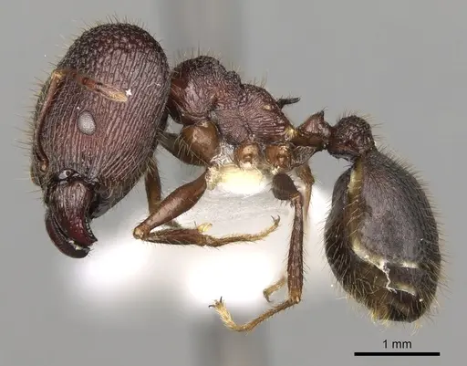 Pheidole spathifera specimen CASENT0281634 image casent0281634_3