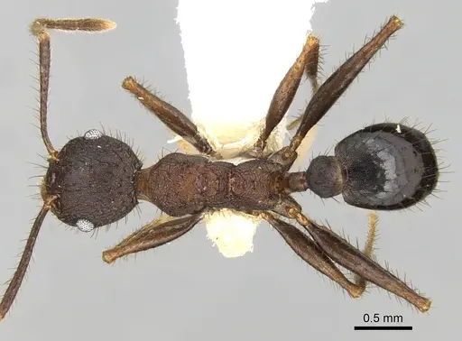 Pheidole spathifera specimen CASENT0281635 image casent0281635_1