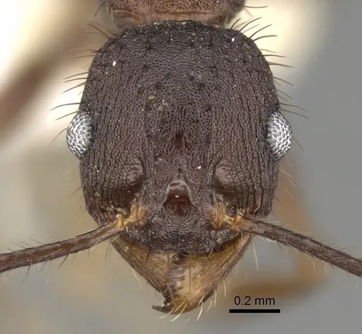 Pheidole spathifera specimen CASENT0281635 image casent0281635_2