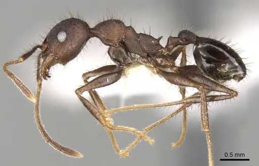Pheidole spathifera specimen CASENT0281635 image casent0281635_3