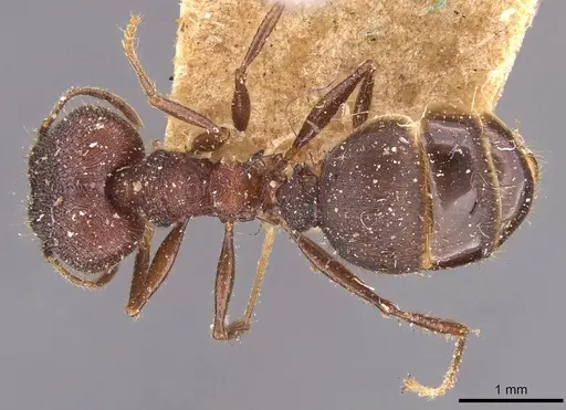 Pheidole spathifera specimen CASENT0907955 image casent0907955_1