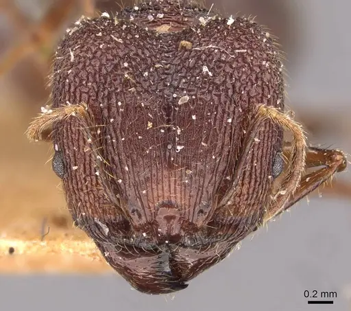 Pheidole spathifera specimen CASENT0907955 image casent0907955_2