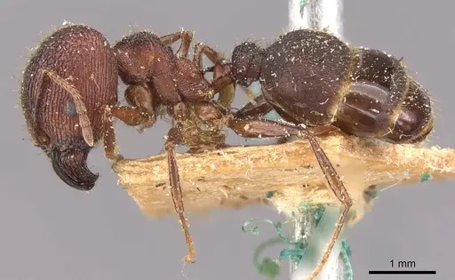 Pheidole spathifera specimen CASENT0907955 image casent0907955_3