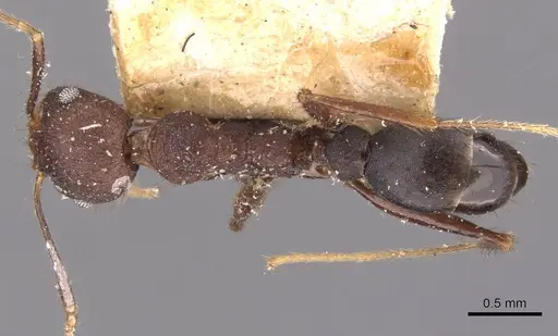 Pheidole spathifera specimen CASENT0907956 image casent0907956_1