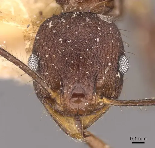 Pheidole spathifera specimen CASENT0907956 image casent0907956_2