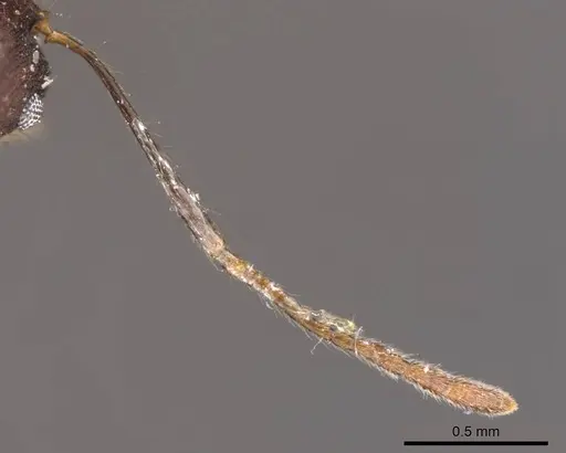 Pheidole spathifera specimen CASENT0907956 image casent0907956_3
