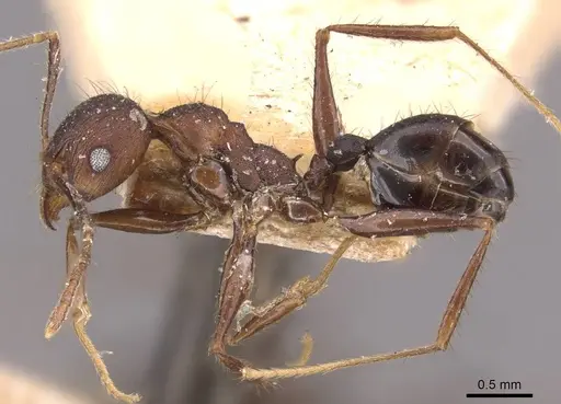 Pheidole spathifera specimen CASENT0907956 image casent0907956_4