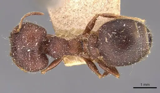 Pheidole spathifera specimen CASENT0907957 image casent0907957_1