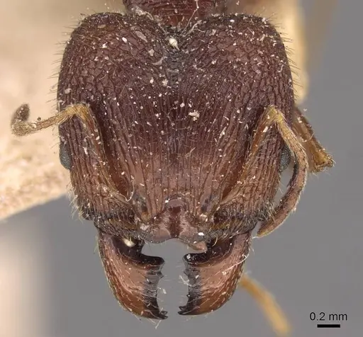 Pheidole spathifera specimen CASENT0907957 image casent0907957_2