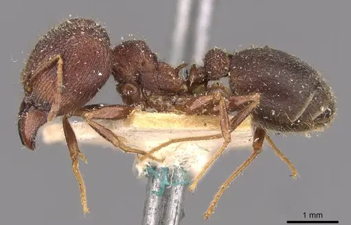 Pheidole spathifera specimen CASENT0907957 image casent0907957_3